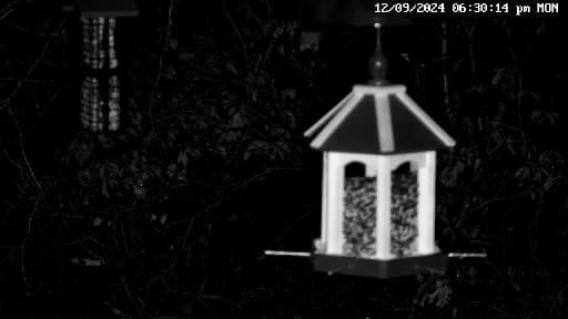 Rhode Island - Bird Feeders & Wildlife Cam