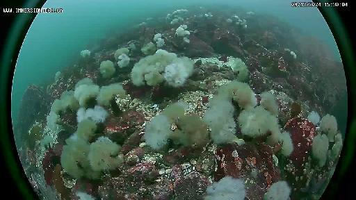 Underwater Reef Webcam - Canada