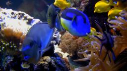 EarthCam: Tropical Fish Cam