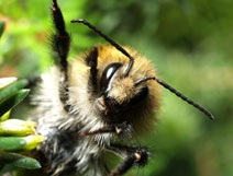 Bee Cam