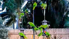 Birds in Paradise