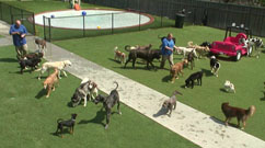 Doggy Daycare Cam - The Barkyard