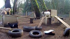 Live Goat Cam