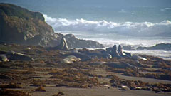 Piedras Blancas Seal Cam