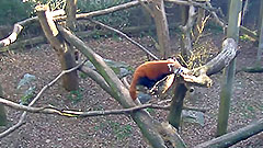 Red Panda Cam