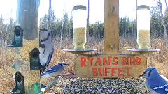 Ryan's Bird Buffet